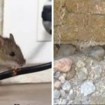 गणपती चौक–घोरावाडी स्टेशन परिसरात उंदीर-घुशींचा कहर; बंदिस्त गटारांची साफसफाई ठप्प, नागरिक त्रस्त