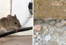 गणपती चौक–घोरावाडी स्टेशन परिसरात उंदीर-घुशींचा कहर; बंदिस्त गटारांची साफसफाई ठप्प, नागरिक त्रस्त