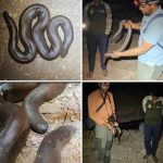 मांडूळ सर्पाला जीवदान; सजग नागरिक आणि सर्पमित्रांच्या तत्परतेने संकट टळले