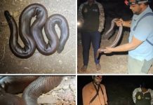 मांडूळ सर्पाला जीवदान; सजग नागरिक आणि सर्पमित्रांच्या तत्परतेने संकट टळले